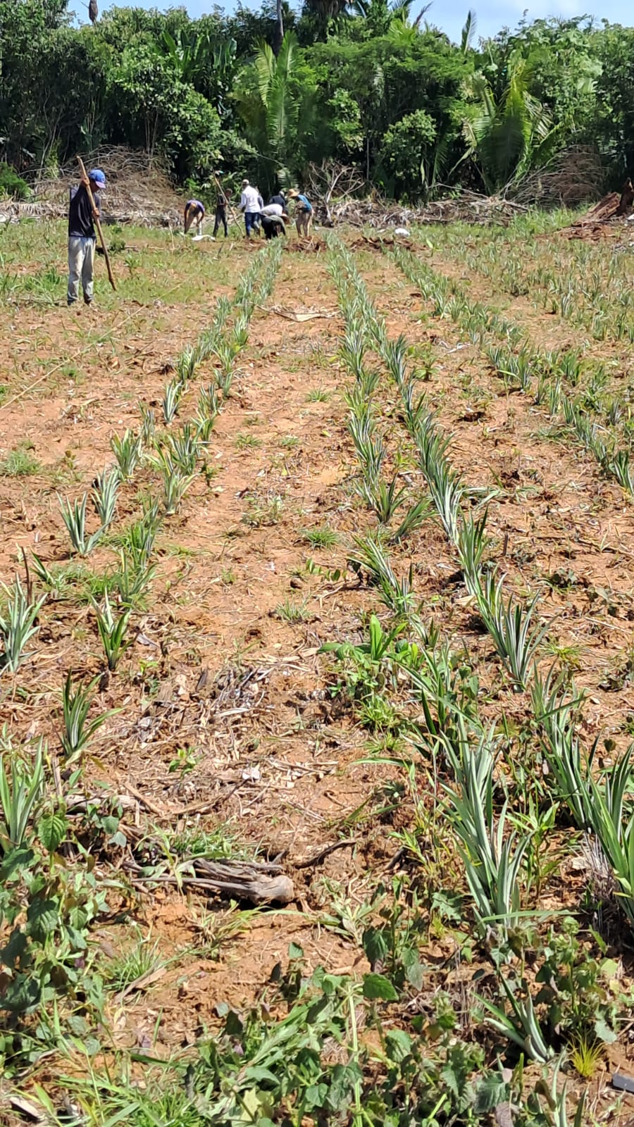 Plantio de abacaxi