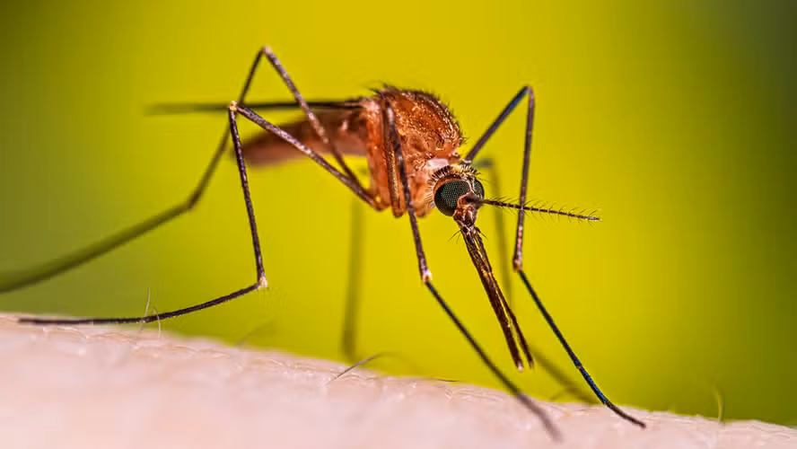Mosquito da malária