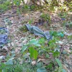 CADÁVER É ENCONTRADO AO LADO DO IDAM, EM TERRENO DO IBAMA, EM HUMAITÁ