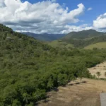 AGRICULTURA GANHA 11 MILHÕES DE HECTARES EM 41 ANOS NA MATA ATLÂNTICA