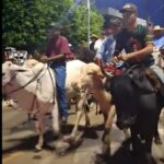 CAVALGADA DA EXPOHUMA 2026 REÚNE 22 COMITIVAS, ATRAI GRANDE PÚBLICO E MOVIMENTA A ECONOMIA DE HUMAITÁ