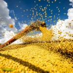 PRODUÇÃO AGRÍCOLA BRASILEIRA SUPEROU R$ 927 BILHÕES EM 2025